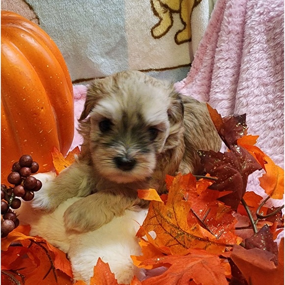 “MEET THE POSHER” so nice to meet you🌷 - Picture 5 of 17